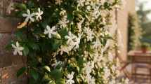 Imagen de Alerta botánica: cómo proteger tus jazmines del sol extremo este febrero 2026