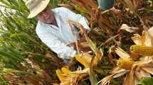 Imagen de Maíz: el cultivo que no puede faltar en la rotación en los valles del río Negro