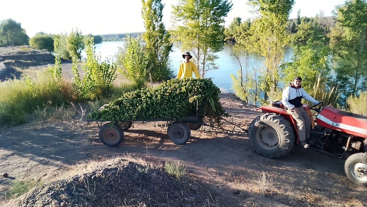 Producción de lúpulo en Chacra Arana, ubicada en Villa Regina, Río Negro.