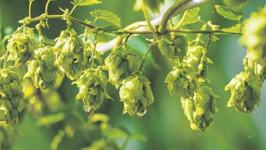 El Bolsón: por qué es la capital del lúpulo y el corazón de la cerveza argentina