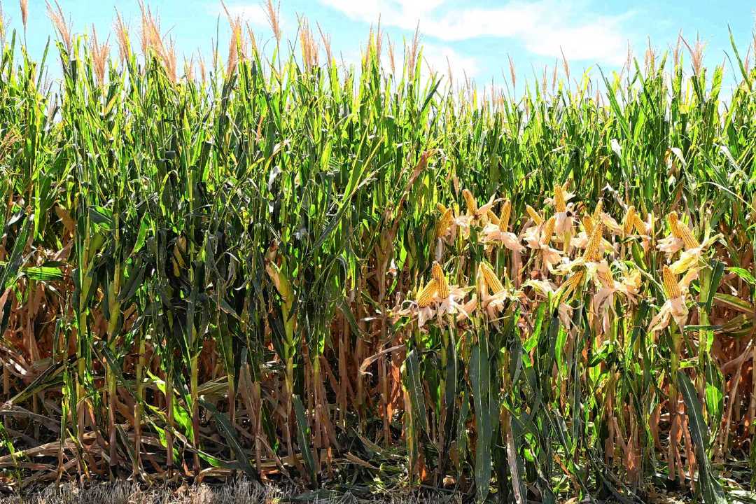 Planteo intensivo de maíz en el Valle Medio del río Negro.