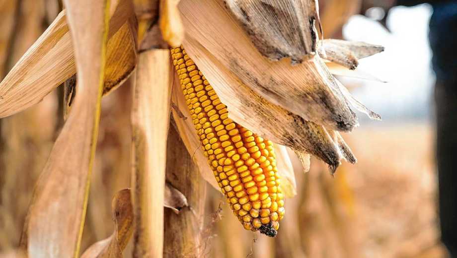 Para la fertilización en maíz en la Patagonia, son muchas las variables que se deben tener en cuenta para establecer qué nutrientes y cuánto aplicar. Foto: archivo Cecilia Maletti.
