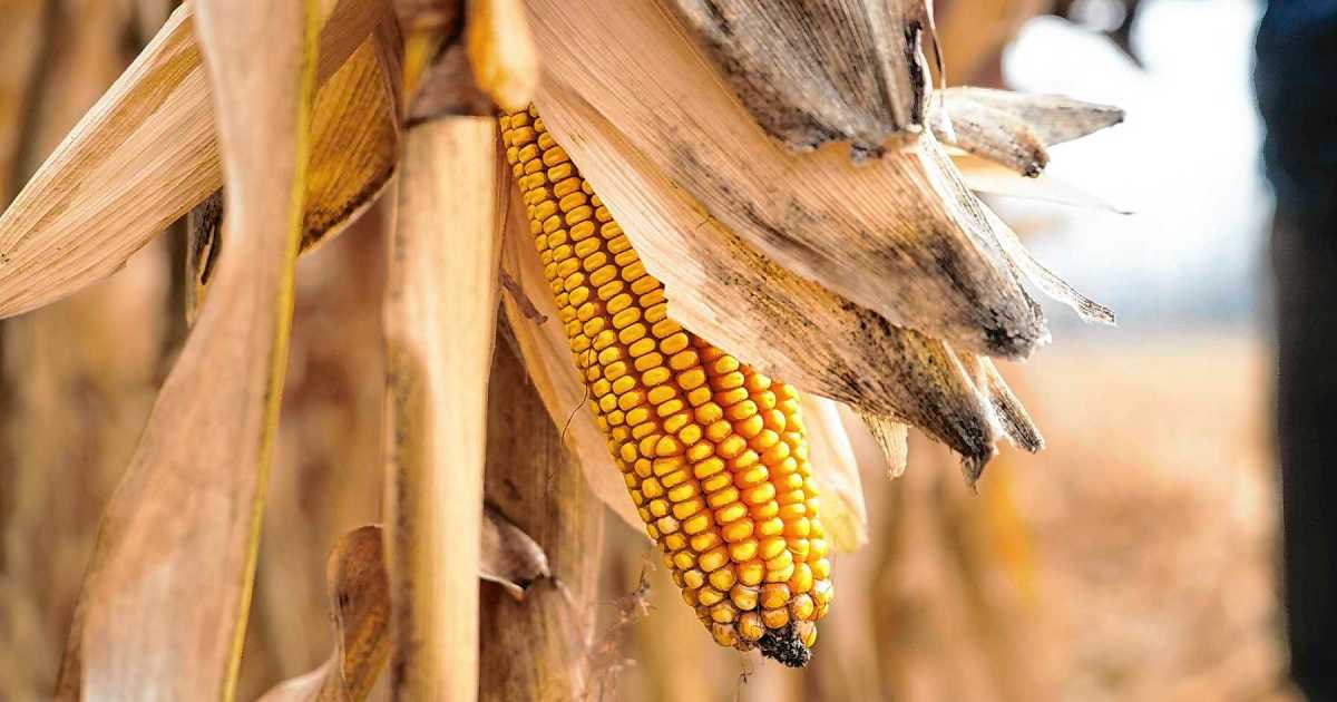 Corn Nutrition in Río Negro: Optimizing Fertilization for High Yields - News Directory 3