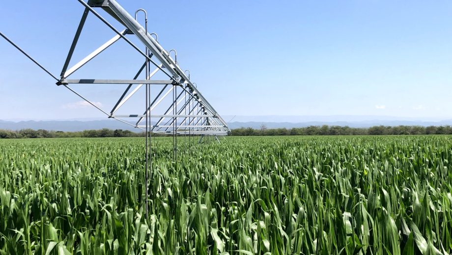 Nicolás Sosa afirma que son múltiples los beneficios del uso agrario de las enmiendas orgánicas, sobre todo en gramíneas, como el maíz.