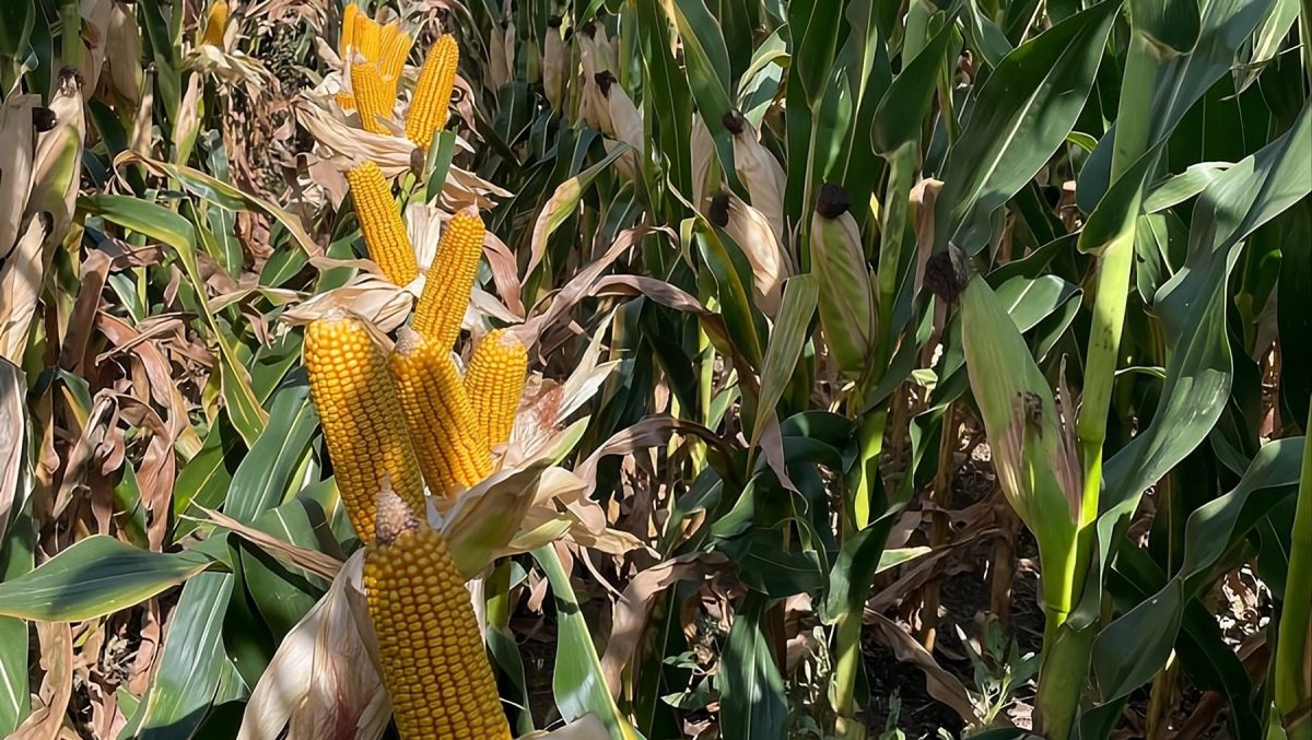 En los valles del río Negro, el potencial del maíz es alcanzable.