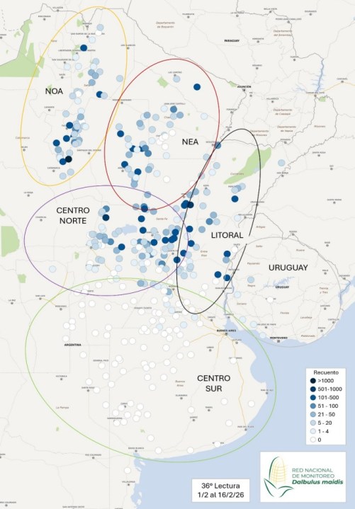 Captura de adultos de D. maidis/trampa, en función de la escala establecida con tonalidad en la gama de azules para la 35° lectura (01/02 al 16/02).