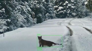 Cómo funciona la IA que monitorea cóndores, gatos monteses, choiques y maras en Neuquén