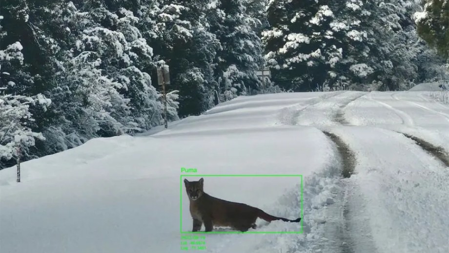 La IA permite  identificar especies y analizar características como simetría, apariencia y colores. Foto: gentileza.