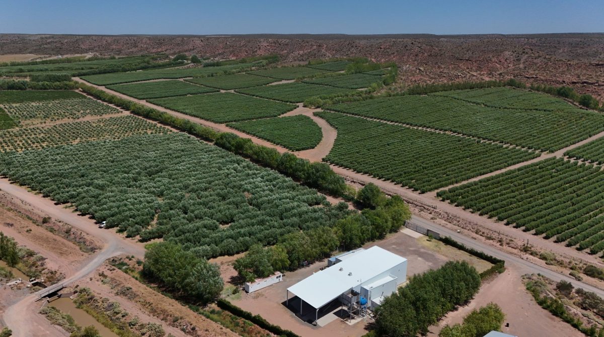 Aceite de oliva en la Patagonia. En medio de los olivos (variedades Picual, Arbequina y Arbosana) se erige la almazara de la empresa, donde se elabora el aceite de oliva que se exporta a España.
