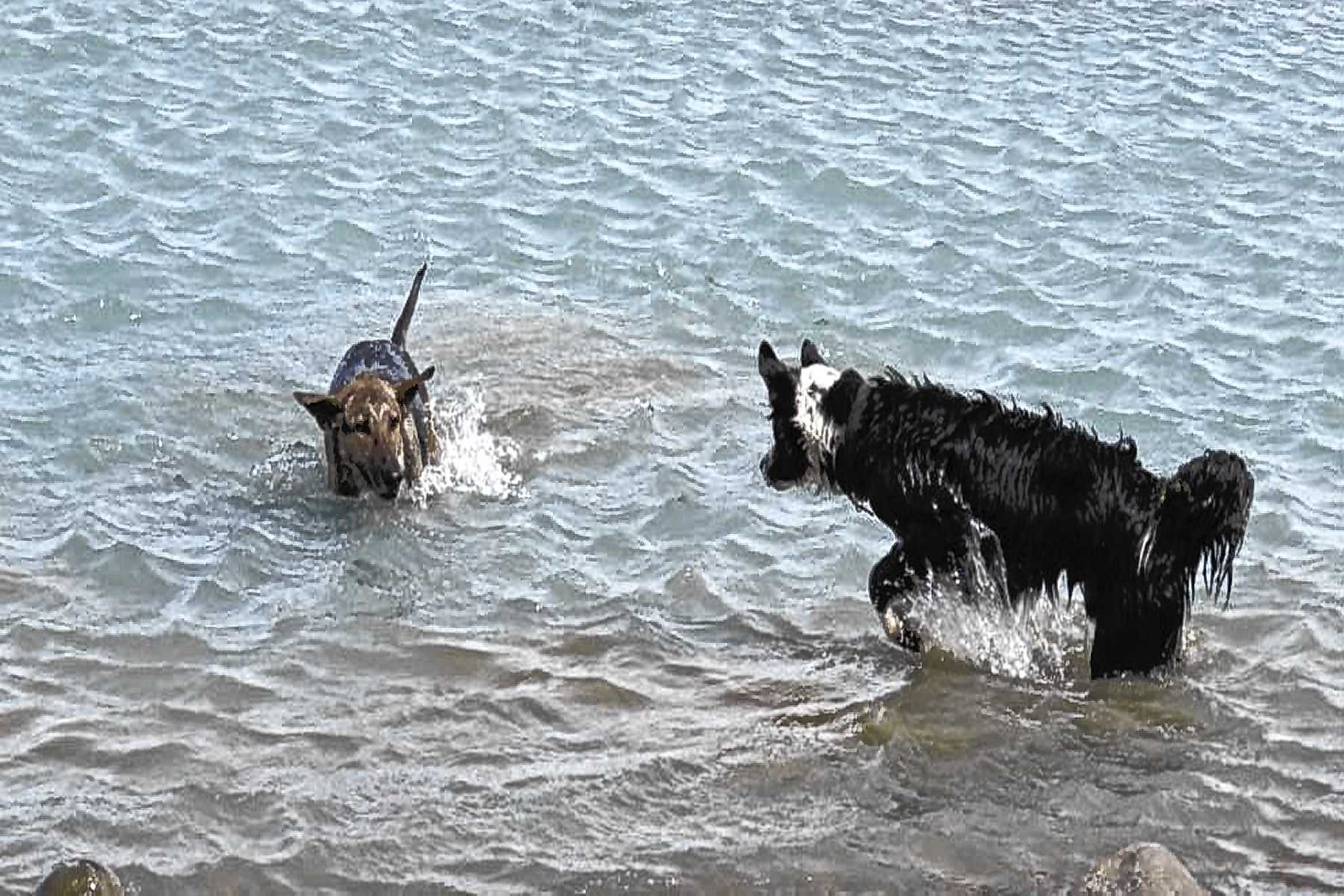 Ataque en Pichi Traful: un guardaparque fue mordido por perros sueltos en un área protegida