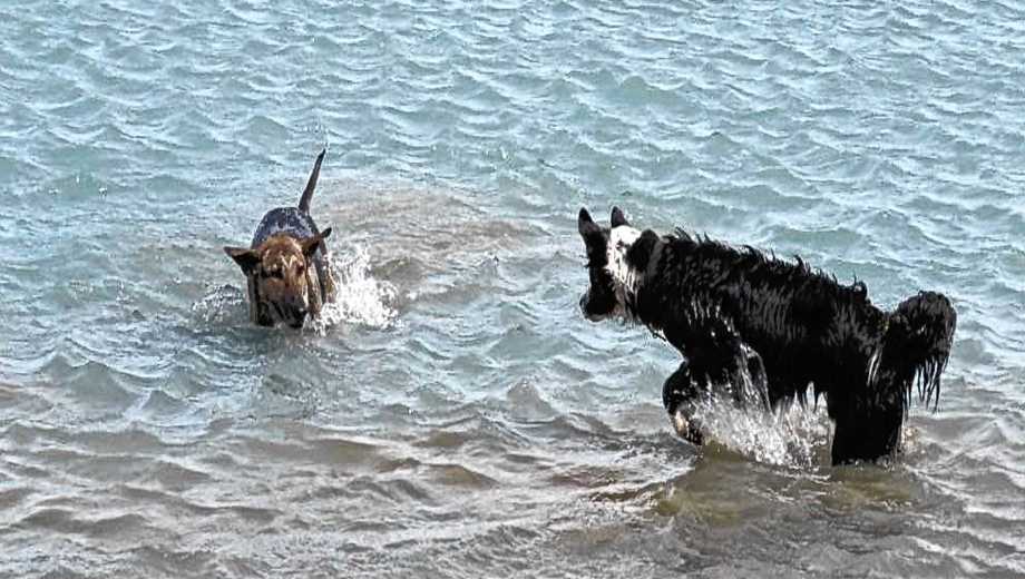 Preocupación por el ingreso de mascotas al Parque Nacional Nahuel Huapi. Foto: Gentileza 