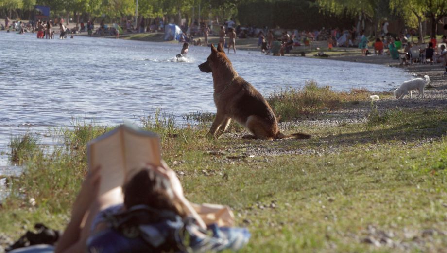 Hay requisitos para que ellos estén en los balnearios. Con responsabilidad se suman al paisaje ribereño de Neuquén. (FOTOS: Oscar Livera)