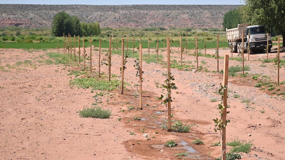 En un campo de Neuquén se sigue diversificando. Los pistachos, plantados en 2025, son la apuesta más reciente. Foto: Florencia Salto.