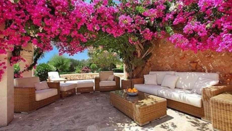 Plantas trepadoras de crecimiento rápido.-