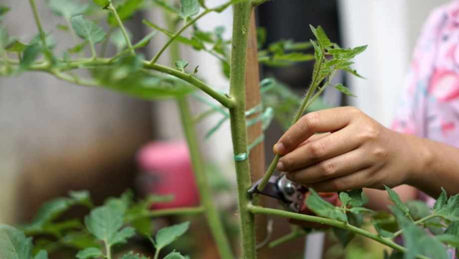 Poda en casa: ¿cuándo conviene hacerlo en nuestras plantas?.-