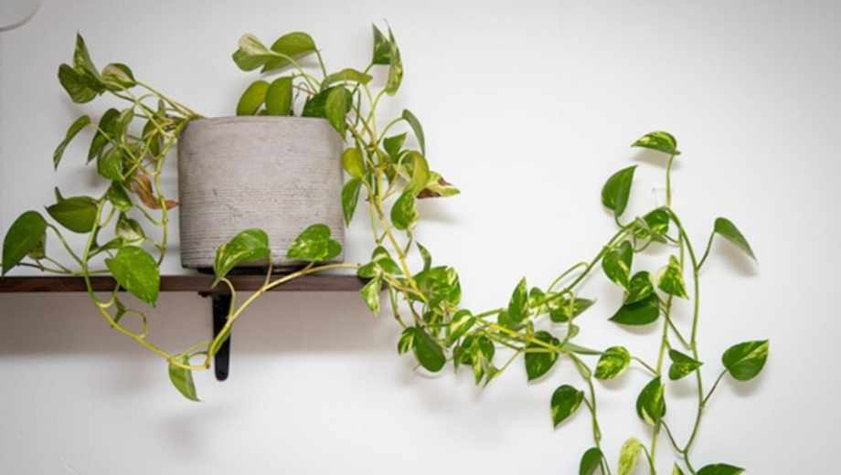 El secreto para que tu potus desarrolle hojas más grandes.-