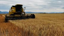 Imagen de «Esta cosechadora se queda acá»: avanza la primera cosecha de trigo y avena en la historia de Santa Cruz
