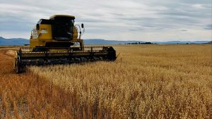 «Esta cosechadora se queda acá»: avanza la primera cosecha de trigo y avena en la historia de Santa Cruz