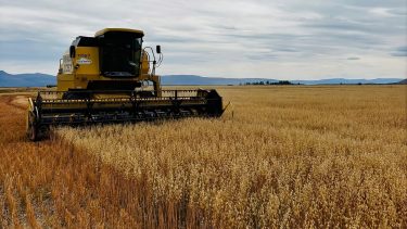 «Esta cosechadora se queda acá»: avanza la primera cosecha de trigo y avena en la historia de Santa Cruz