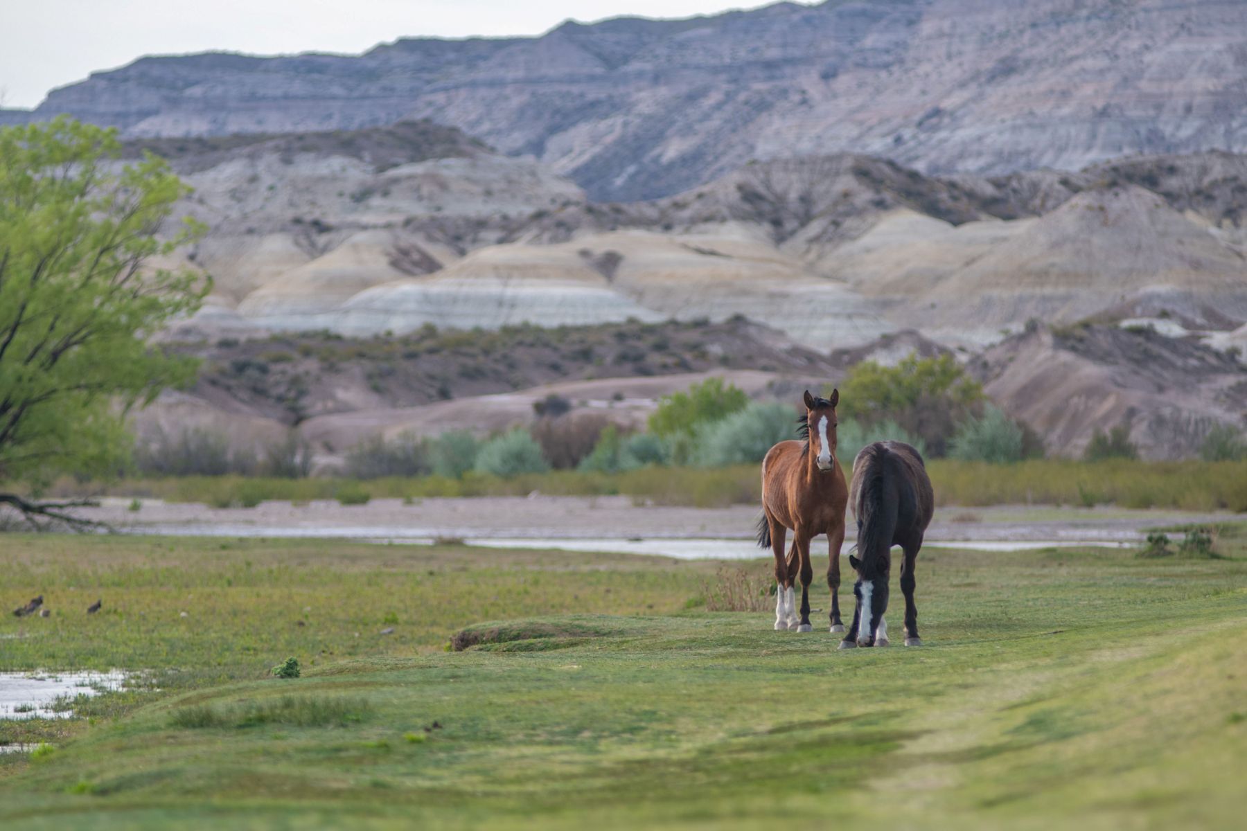 Fiesta de la Manzana: turismo, río, campings y chacras para disfrutar todo el día