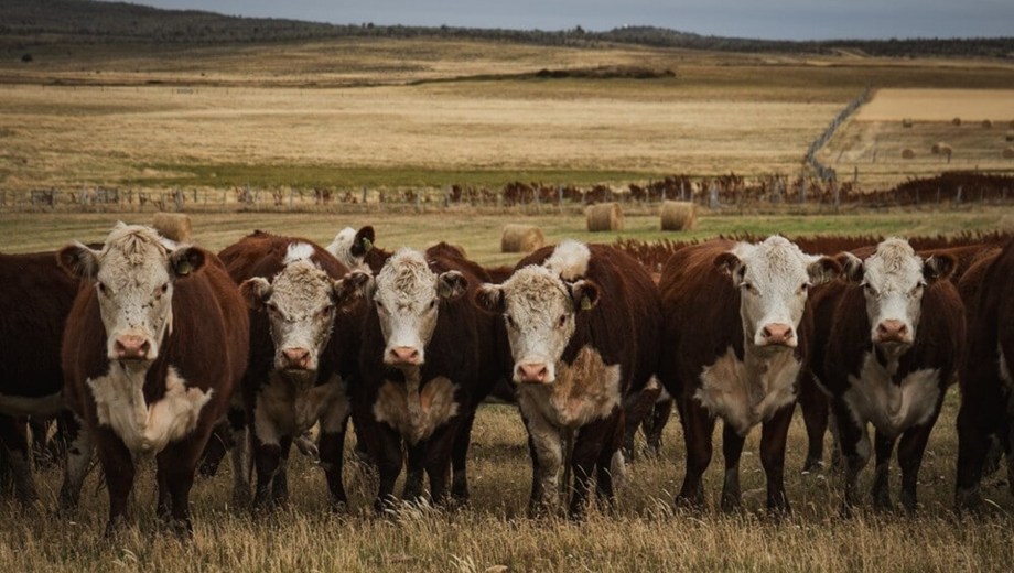 Rodeo Hereford en Patagonia.