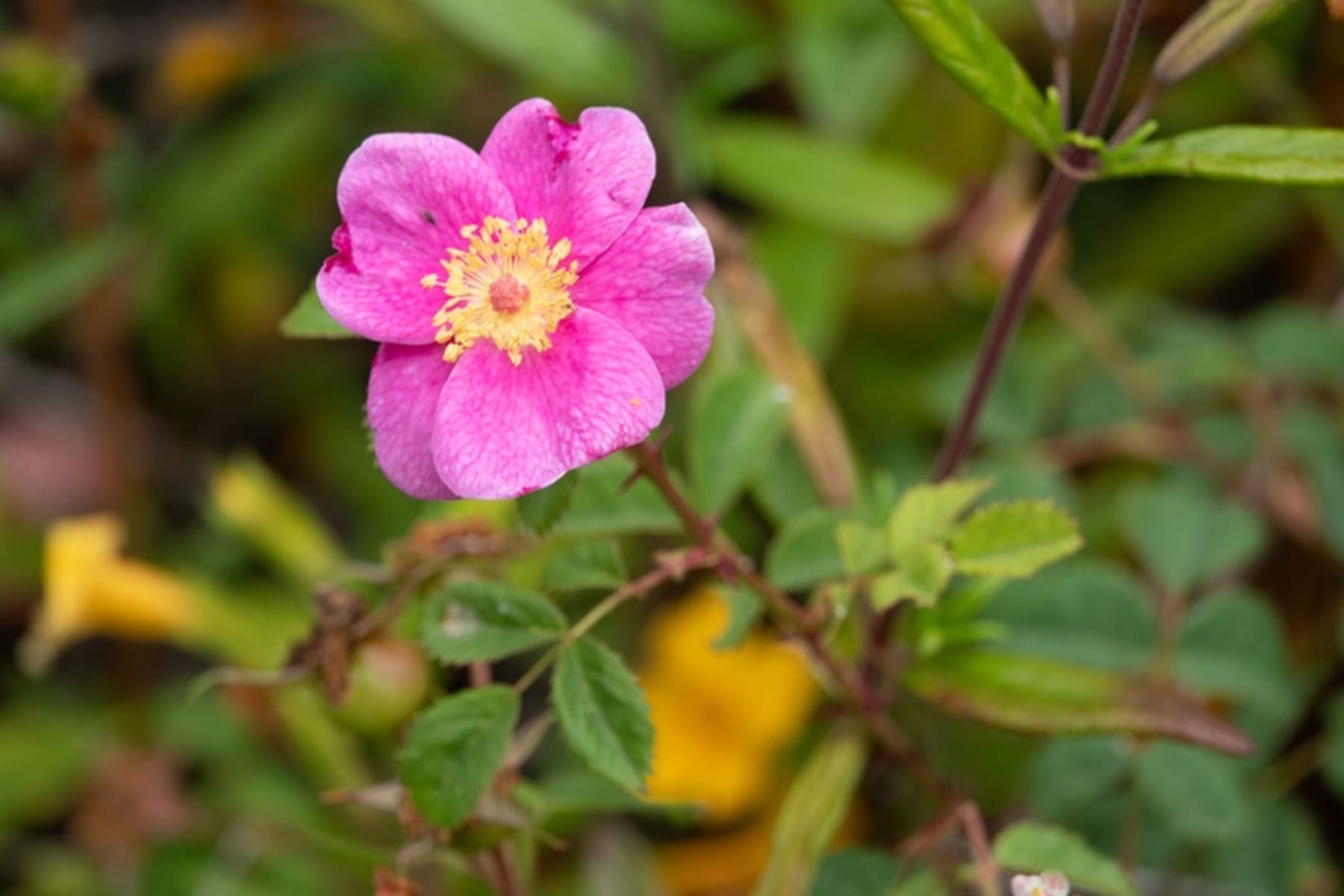 Descubrí la rosa californiana: una planta trepadora que transforma tu ...