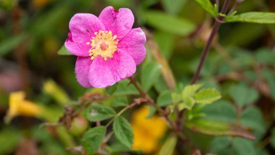 Rosa californiana: la trepadora perfumada que transforma tu jardín en un oasis.-