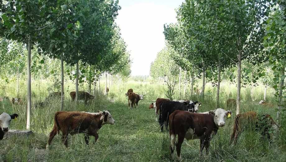 Terneros de destete, pastoreando alfalfa y festuca en una reforestación de álamos de tres años de edad. Foto: Norberto Serventi/Mauro N. Serventi.