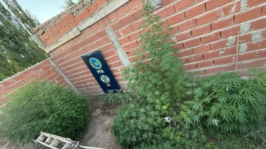 Desmantelan un vivero narco en Fernández Oro: la banda distribuía la droga por Telegram