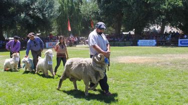 Fin de semana largo en un pueblo neuquino: campo, fiesta, tradición y los Chamas de Cristal