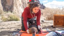 Imagen de Rewilding: la decisión de una joven veterinaria que dejó todo para restaurar la Patagonia