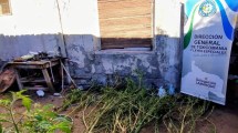 Imagen de Secuestraron 15 plantas de cannabis en un allanamiento por narcomenudeo en Valle Medio