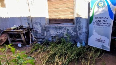 Secuestraron 15 plantas de cannabis en un allanamiento por narcomenudeo en Valle Medio