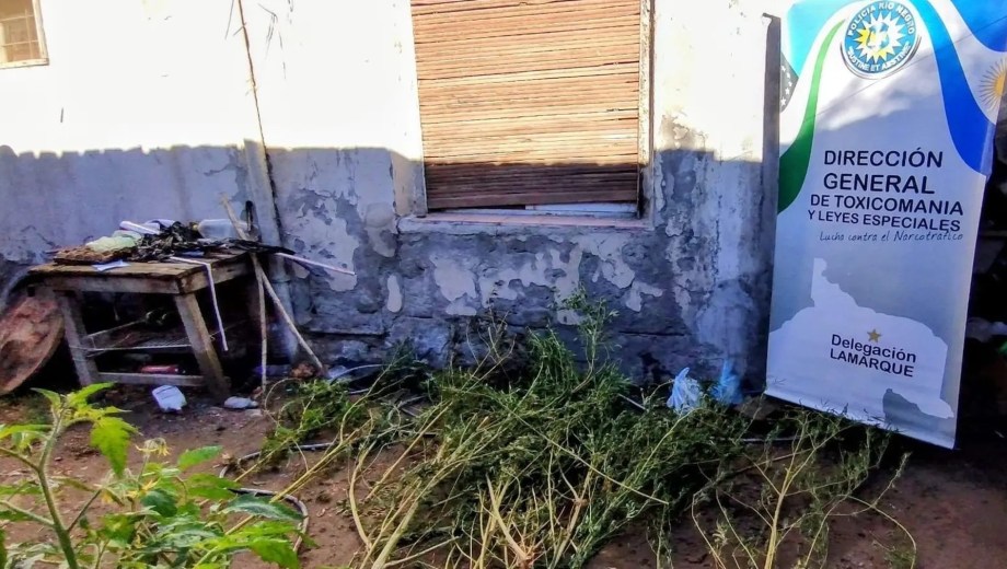 Durante el allanamiento en Belisle, la policía secuestró 15 plantas de cannabis en floración tras una investigación por narcomenudeo.
