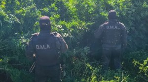 Hallaron una megaplantación de marihuana en una isla del río Negro en medio de un inédito despliegue policial