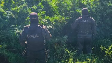 Hallaron una megaplantación de marihuana en una isla del río Negro en medio de un inédito despliegue policial