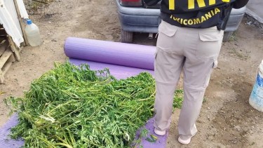 Intentó ocultar plantas de cannabis en pleno allanamiento en Río Negro: terminó con una causa federal