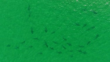 Más de 100 tiburones bacota en el Golfo San Matías: un registro histórico revela su belleza y valor científico