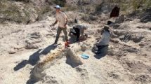 Imagen de La Universidad del Comahue pone el foco en la paleontología regional: encuentran un saurópodo en La Pampa