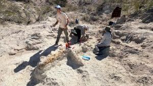 La Universidad del Comahue pone el foco en la paleontología regional: encuentran un saurópodo en La Pampa