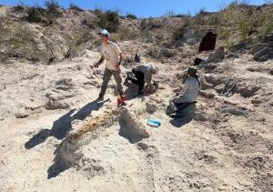 La Universidad del Comahue pone el foco en la paleontología regional: encuentran un saurópodo en La Pampa