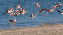 Imagen de Un vuelo único sobre el Golfo San Matías: captaron una bandada de flamencos en la «hora azul»