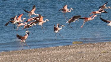 Un vuelo único sobre el Golfo San Matías: captaron una bandada de flamencos en la «hora azul»