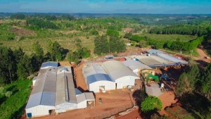 De la tierra roja de Misiones a China: una cooperativa envió su primer cargamento de yerba mate