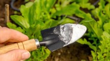 Imagen de Bicarbonato de sodio en el jardín: para qué sirve, cómo aplicarlo y cada cuánto usarlo para que el césped crezca más verde