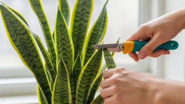 Cómo multiplicar la lengua de suegra y tener varias plantas a partir de una sola hoja