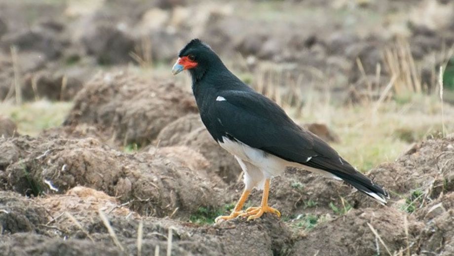 El estudio abarcó datos de avistamientos desde 1965. Se apoyaron en plataformas de ciencia ciudadana como eBird e iNaturalist. 