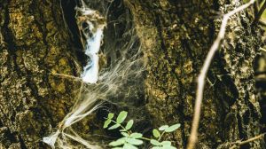 Un manual enseña cómo la naturaleza puede ser clave para el bienestar humano