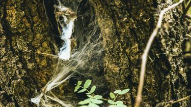 Un manual enseña cómo la naturaleza puede ser clave para el bienestar humano