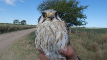 La historia de una mosca que cruzó el mundo para instalarse en los nidos de aves locales 